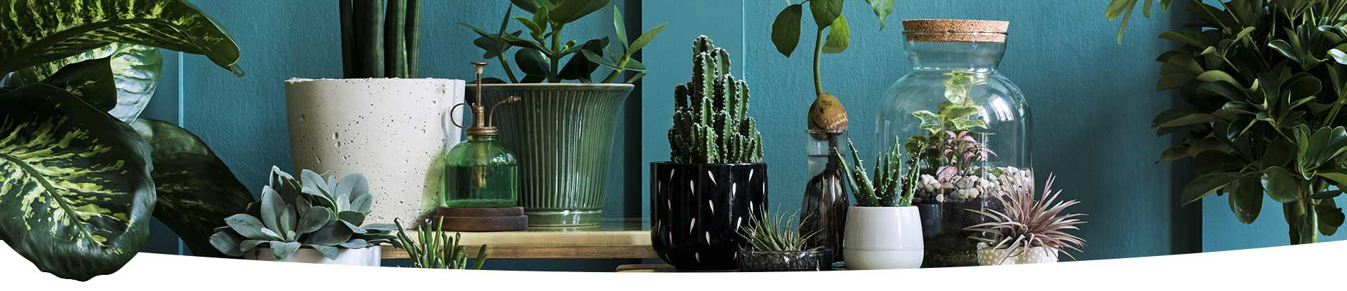 afbeelding van planten
