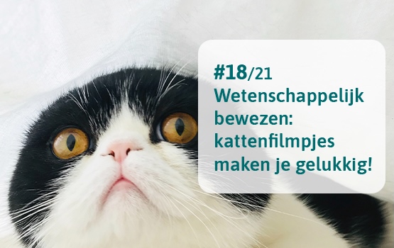 Kattengifje